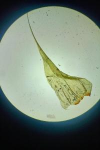 <i>Rhytidiadelphus loreus</i>
