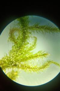 <i>Rhytidiadelphus loreus</i>