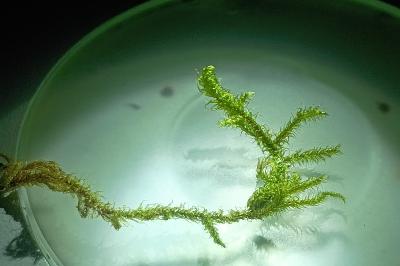 <i>Rhytidiadelphus loreus</i>