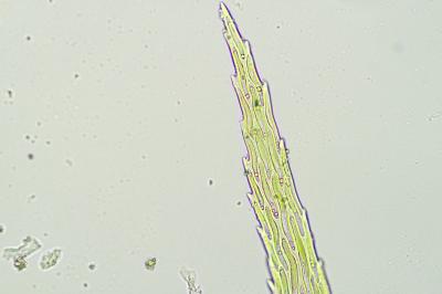 <i>Rhytidiadelphus loreus</i>