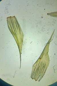 <i>Rhytidiadelphus loreus</i>