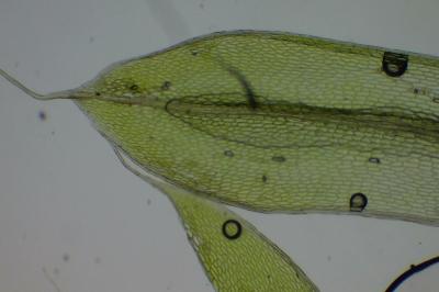 <i>Ptychostomum capillare</i>