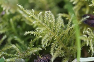<i>Kindbergia praelonga</i>