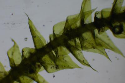 <i>Kindbergia praelonga</i>