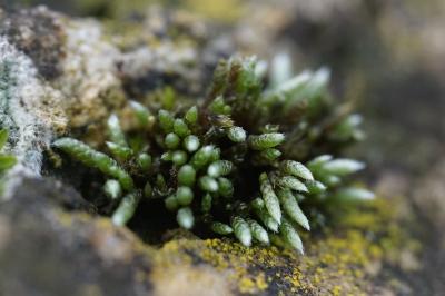 <i>Bryum argenteum</i>