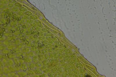 <i>Fissidens gracilifolius</i>