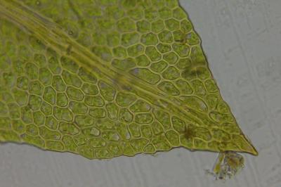 <i>Fissidens gracilifolius</i>