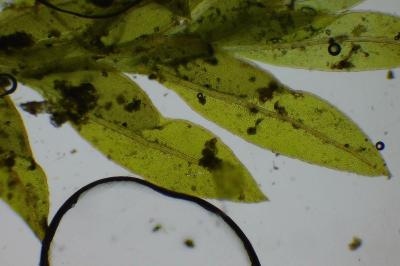 <i>Fissidens gracilifolius</i>