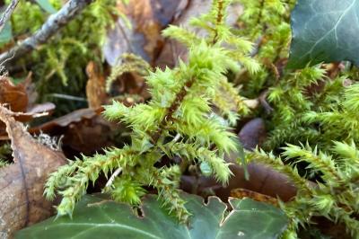 <i>Hylocomiadelphus triquetrus</i>