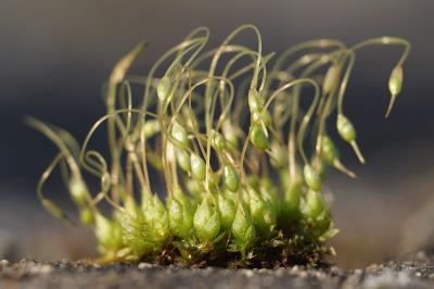 <i>Funaria hygrometrica</i>