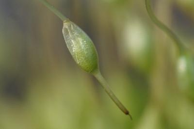 <i>Funaria hygrometrica</i>