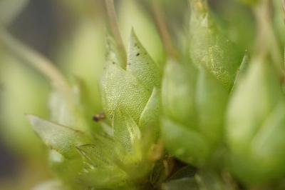 <i>Funaria hygrometrica</i>
