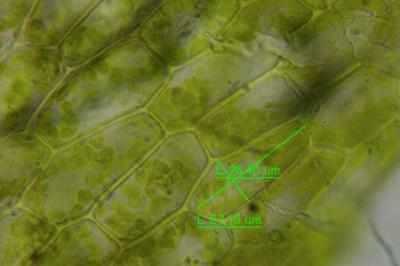 <i>Funaria hygrometrica</i>