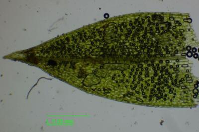 <i>Funaria hygrometrica</i>