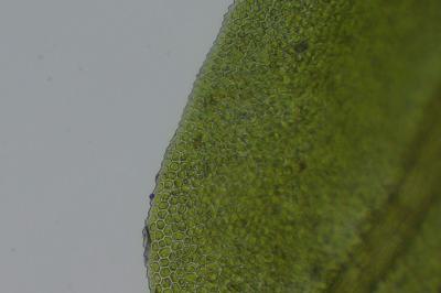 <i>Fissidens taxifolius</i>
