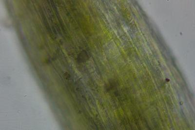 <i>Fissidens gracilifolius</i>