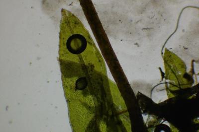<i>Fissidens gracilifolius</i>