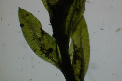 <i>Fissidens gracilifolius</i>