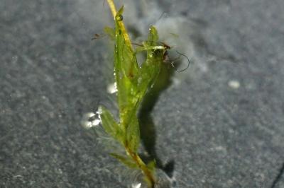 <i>Fissidens gracilifolius</i>