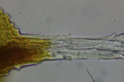 <i>Syntrichia ruralis</i>