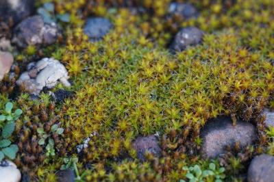 <i>Syntrichia ruralis</i>