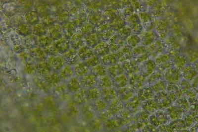 <i>Syntrichia ruralis</i>