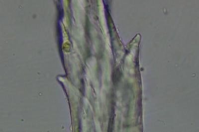 <i>Syntrichia ruralis</i>