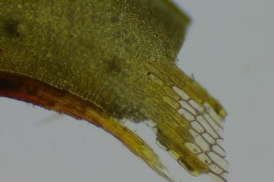 <i>Syntrichia ruralis</i>