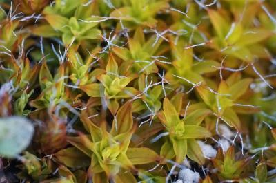 <i>Syntrichia ruralis</i>