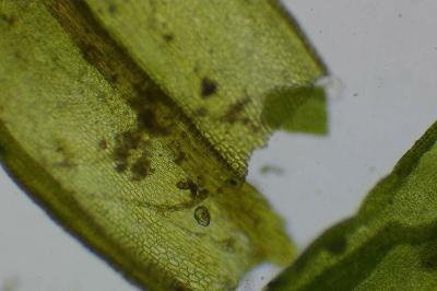 <i>Dialytrichia saxicola</i>