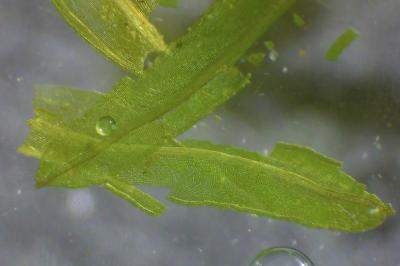 <i>Dialytrichia saxicola</i>