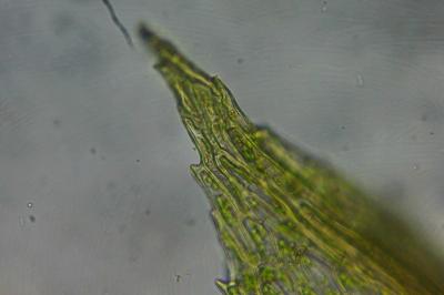 <i>Ptychostomum pseudotriquetrum</i>