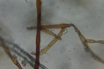 <i>Ptychostomum pseudotriquetrum</i>