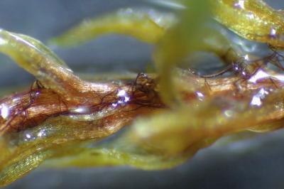 <i>Ptychostomum pseudotriquetrum</i>