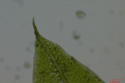 <i>Ptychostomum pseudotriquetrum</i>