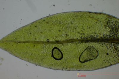 <i>Ptychostomum pseudotriquetrum</i>