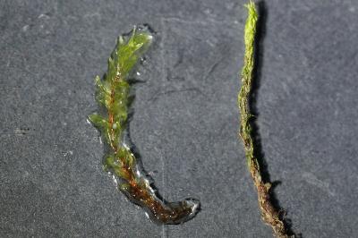 <i>Ptychostomum pseudotriquetrum</i>