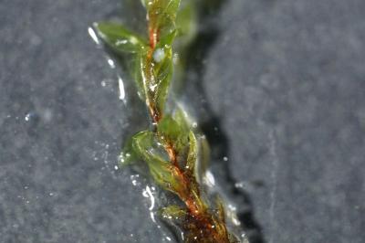 <i>Ptychostomum pseudotriquetrum</i>