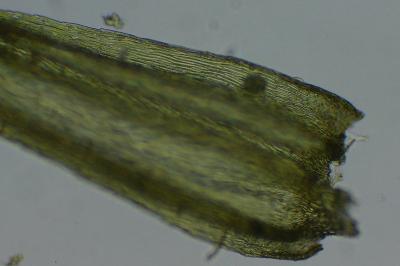 <i>Homalothecium sericeum</i>