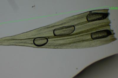 <i>Homalothecium lutescens</i>