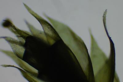 <i>Rhynchostegium megapolitanum</i>