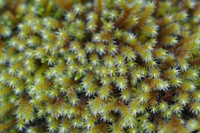 <i>Hedwigia ciliata</i>