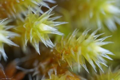 <i>Hedwigia ciliata</i>