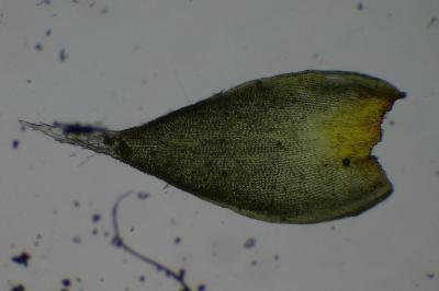 <i>Hedwigia ciliata</i>