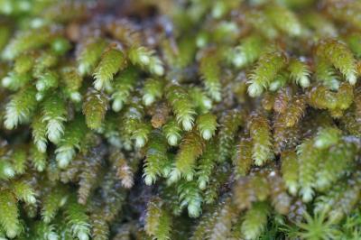 <i>Nogopterium gracile</i>