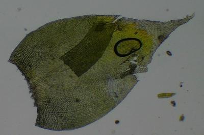 <i>Nogopterium gracile</i>