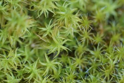 <i>Tortella squarrosa</i>