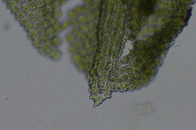 <i>Encalypta vulgaris</i>