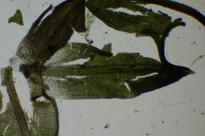 <i>Encalypta vulgaris</i>