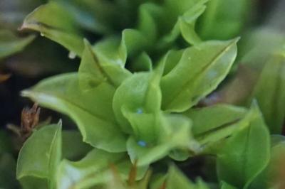 <i>Encalypta vulgaris</i>